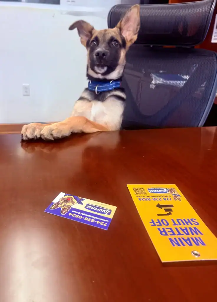 A Dog With A Blue Collar Sits Upright At An Office Desk, With Two Business Cards And A Yellow Flyer Visible On The Table.